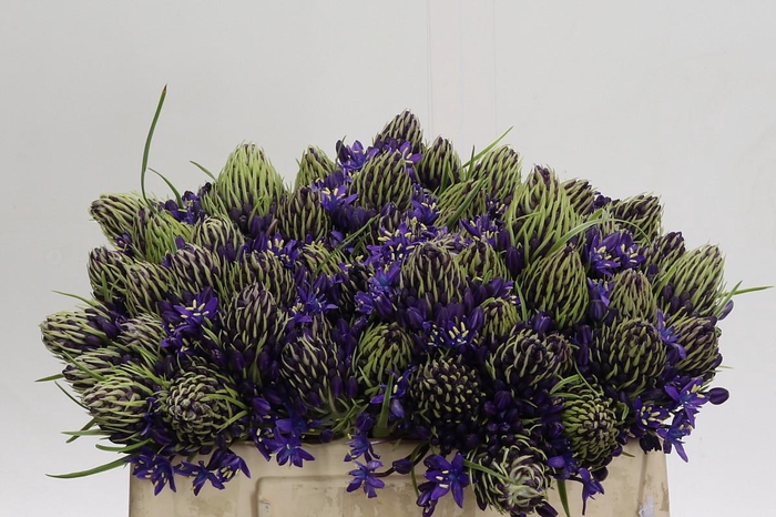 <h4>Scilla Peruviana</h4>