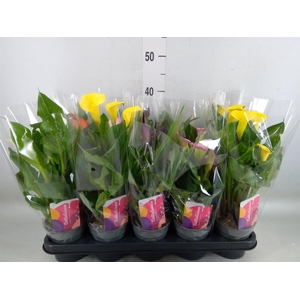 Zantedeschia   ...mix