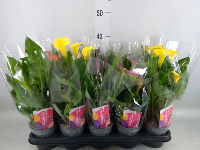 <h4>Zantedeschia ...mix</h4>