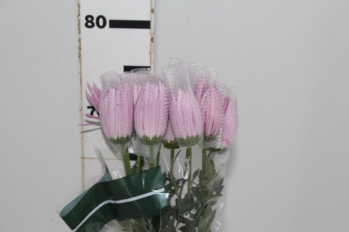 <h4>ANASTASIA CIPRIA 080 CM LILAS</h4>