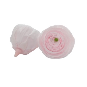 Ranunculus pin-89