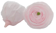 Ranunculus pin-89