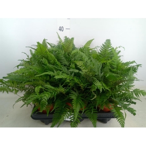 Polystichum tsussimense