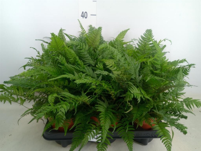 <h4>Polystichum tsussimense</h4>
