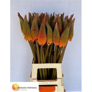 Kniphofia Alcazar