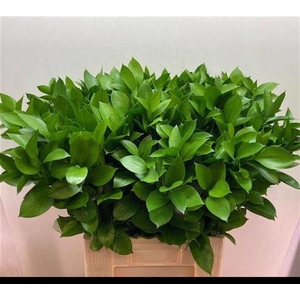Ruscus Grof 70 cm