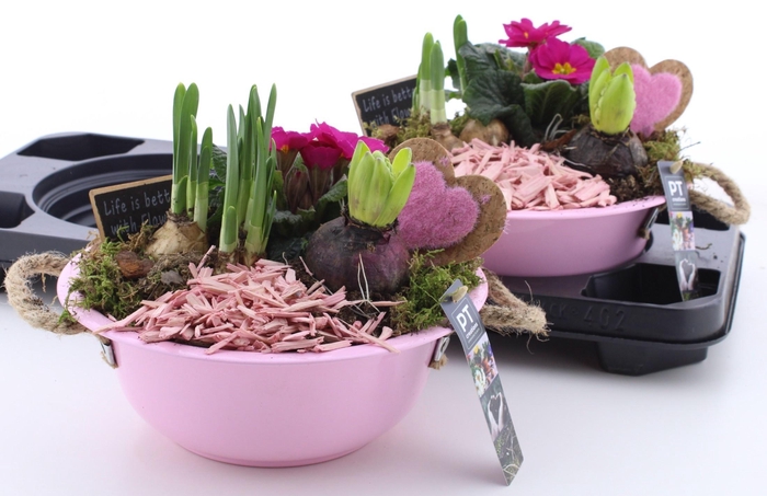 <h4>ARR PL IN SCHAAL</h4>