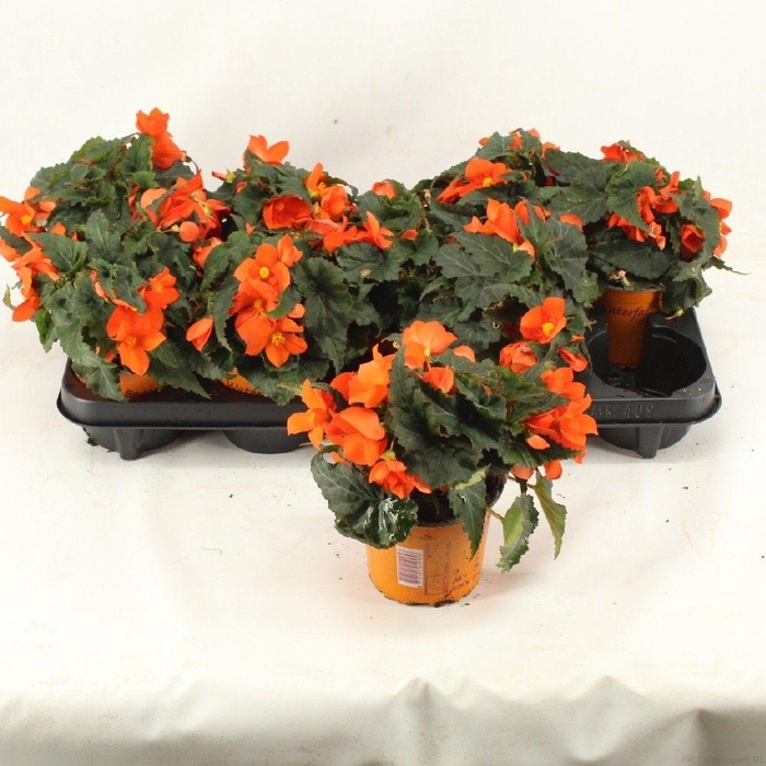 <h4>BegoniaFlorencio Orange</h4>