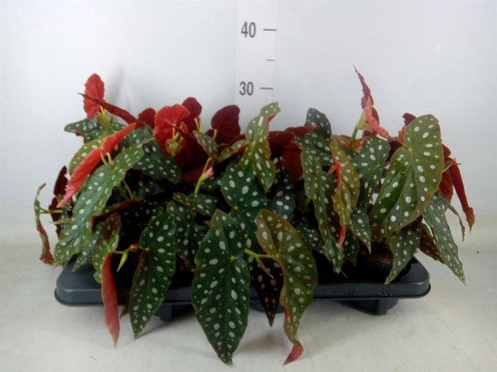 <h4>Begonia maculata</h4>