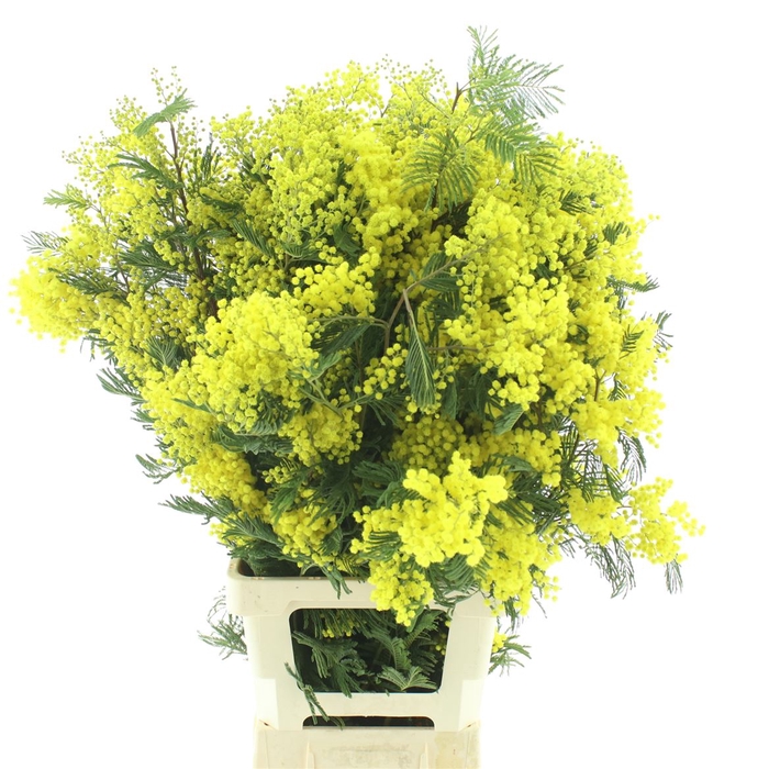 <h4>Mimosa Mirandol Pointe Xl P St</h4>