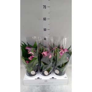 Anthurium  'Zizou'