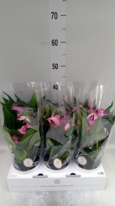 <h4>Anthurium  'Zizou'</h4>