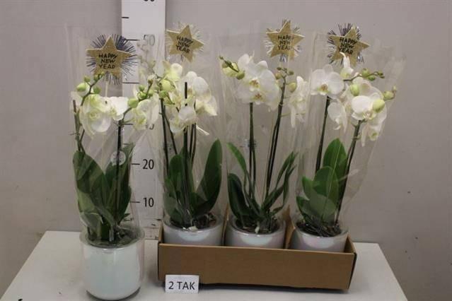 <h4>ARR PHAL MT</h4>