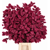 Faggio Preserved Cerise (beech,beuk)
