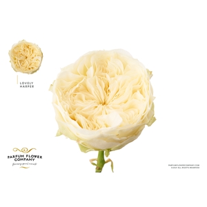 Rosa Garden Harper Lovely