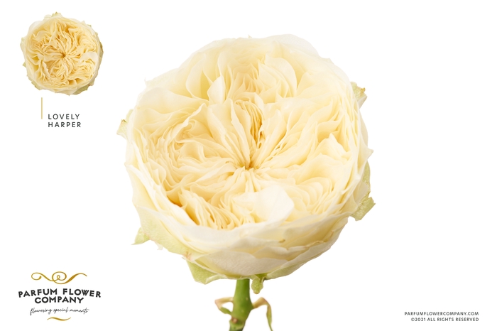 <h4>Rosa Garden Harper Lovely</h4>