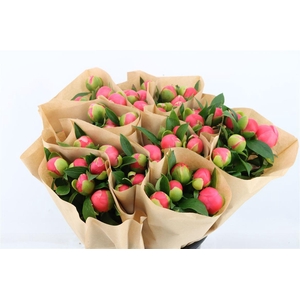 Paeo L Pink Hawai Co Paper