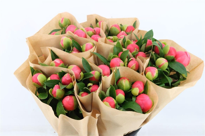 <h4>Paeo L Pink Hawai Co Paper</h4>