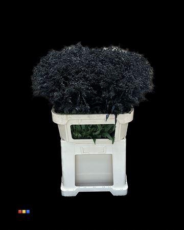 <h4>Solidago Black 80cm</h4>