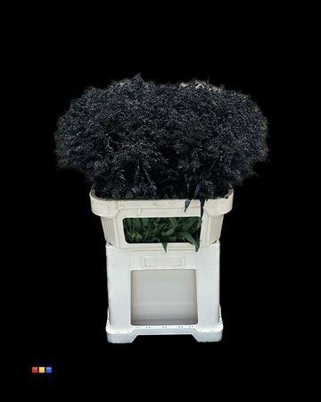 <h4>Solidago Black 80cm</h4>