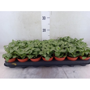 Fittonia verschaf. 'White Angel'