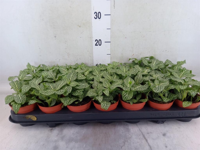 <h4>Fittonia verschaf. 'White Angel'</h4>