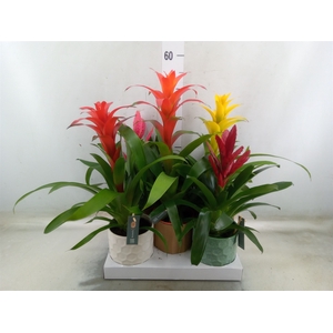 Bromelia   ...mix
