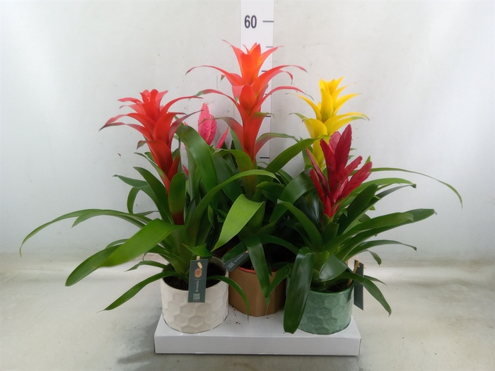 <h4>Bromelia   ...mix</h4>