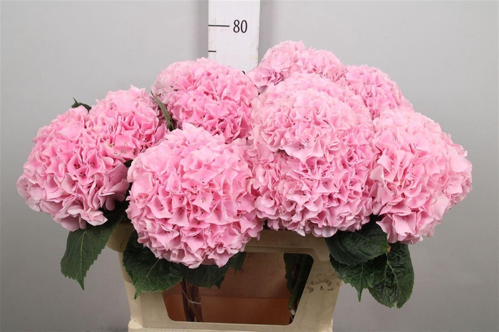 <h4>Hydr M Mag Pi Floyd</h4>