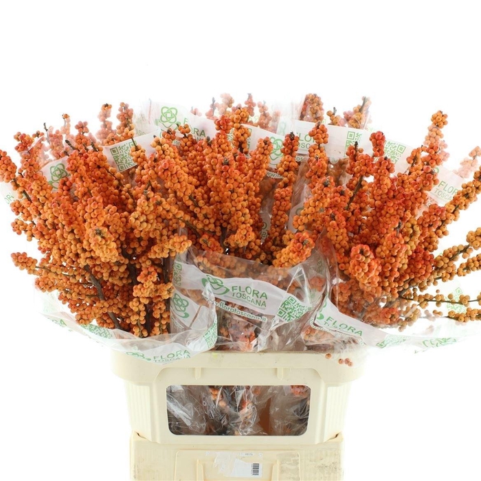 <h4>ILEX VE WINTER GOLD</h4>