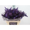 Euca Populus Bes Klb. Dark Purple 250 Gram