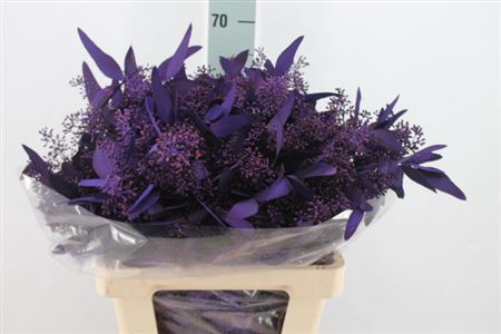 <h4>Euca Populus Bes Klb. Dark Purple 250 Gram</h4>