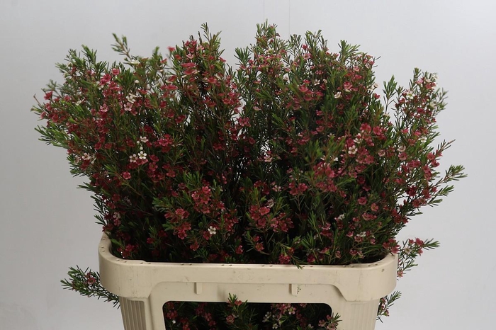 <h4>Chamelaucium My Sweet 16</h4>