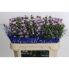 Aster Claudia