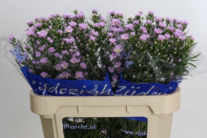 <h4>Aster Claudia</h4>