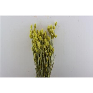Dried Phalaris X5 Yellow Bunch