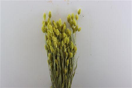 <h4>Dried Phalaris X5 Yellow Bunch</h4>
