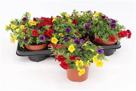 Calib Ca Mm Tropican