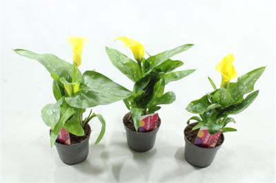 <h4>0. Gele Zanthedeschia (calla)</h4>