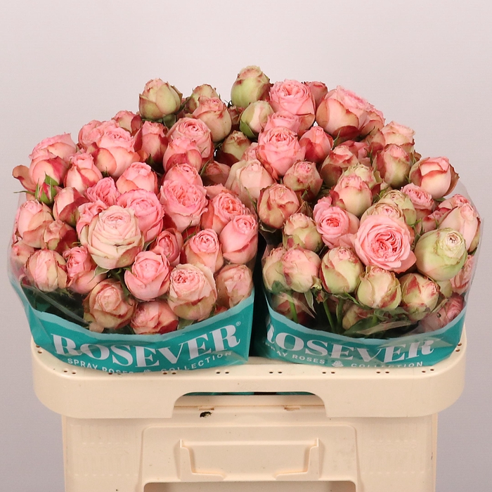 <h4>R TR PARIS ROSEVER</h4>