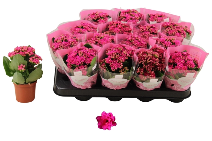 <h4>KAL GE DON VICTORIO</h4>