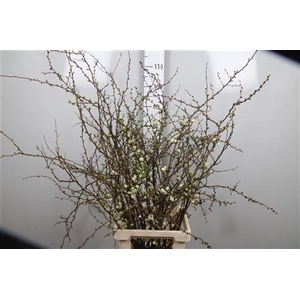Chaenomeles White Xl