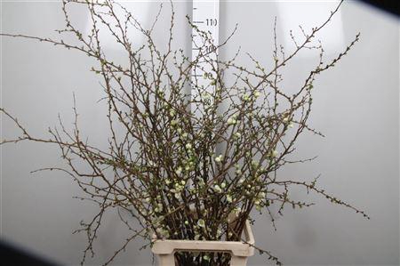 <h4>Chaenomeles White Xl</h4>