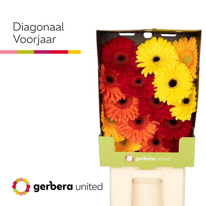<h4>Gerbera Mix Voorjaar Diamond</h4>