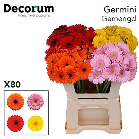 Germini Mix Water x60