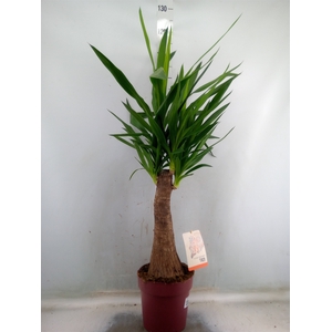 Yucca elephantipes   ...
