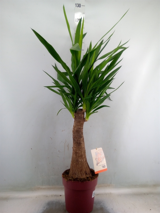 <h4>Yucca elephantipes   ...</h4>