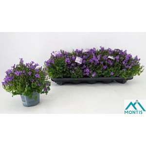 CAMP POR AMBE INT PU