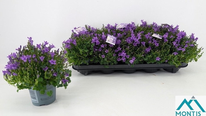 <h4>CAMP POR AMBE INT PU</h4>