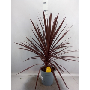 Cordyline austr. 'Red Star'